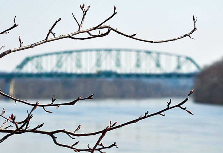 Picture This: Budding Branches